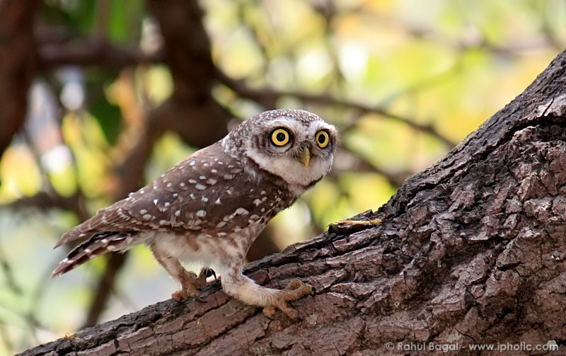 Spotted Owlet